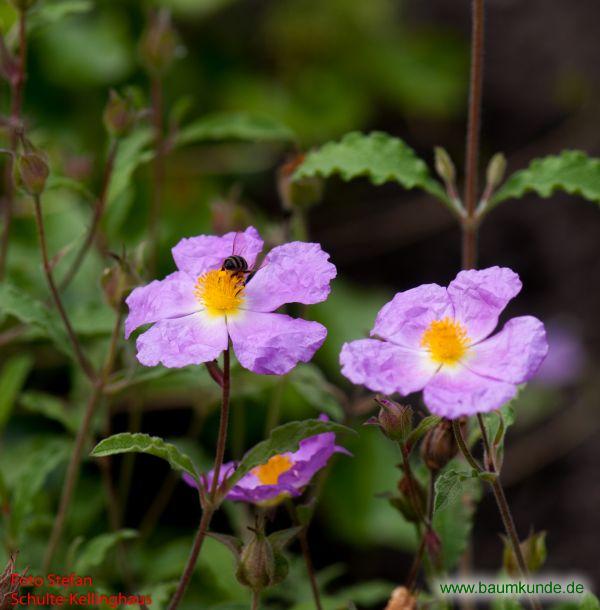 Kretische Zistrose / Cistus incanus ssp. creticus / Blüten Familie: Cistaceae