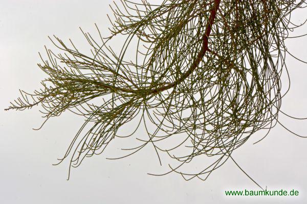 Buloke / Allocasuarina luehmannii / Zweig Familie: Casuarinaceae