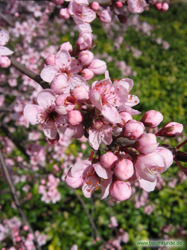 Prunus cerasifera 'Rosea' / Prunus cerasifera 'Rosea' / Blüten Familie: Rosaceae