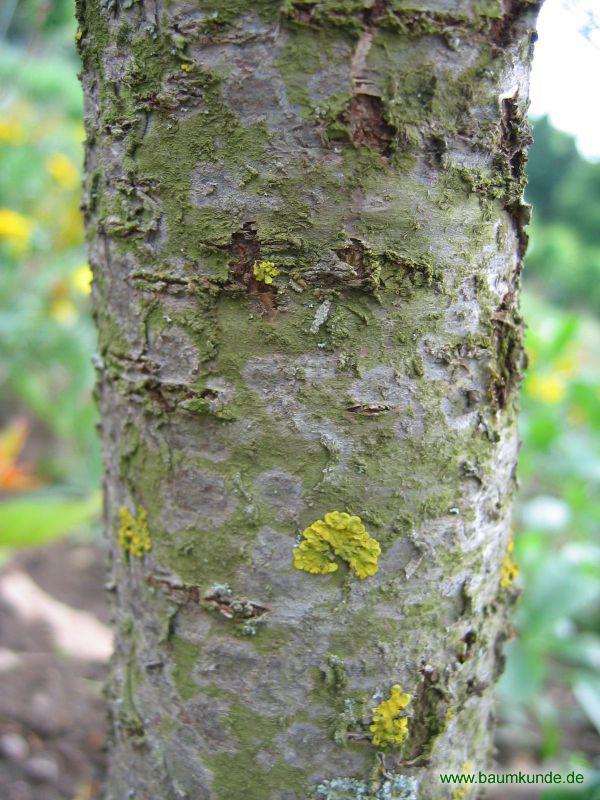 Kaukasische Mandel / Prunus fenziliana / Borke Familie: Rosaceae