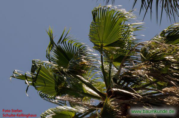 Mexikanische Fächerpalme / Washingtonia robusta / Blatt / Blattoberseite Familie: Arecaceae