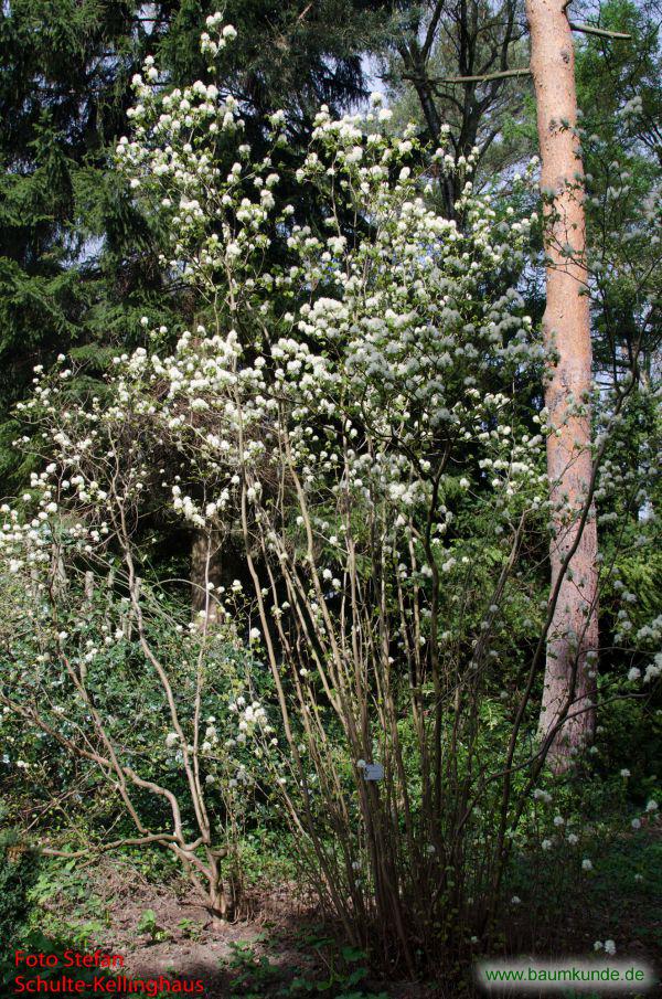 Großer Federbuschstrauch / Fothergilla major / Habitus Familie: Hamamelidaceae