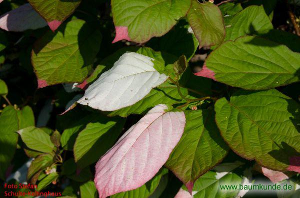 Bunter Strahlengriffel / Actinidia kolomikta / Zweig mit unterschiedlichen Blättern Familie: Actinidiaceae