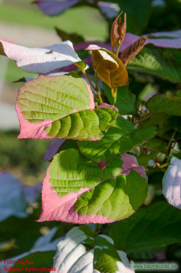 Bunter Strahlengriffel / Actinidia kolomikta / Zweig mit unterschiedlichen Blättern Familie: Actinidiaceae