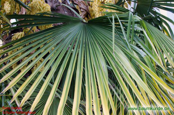 Chinesische Hanfpalme / Trachycarpus fortunei / Blatt / Blattoberseite Familie: Arecaceae