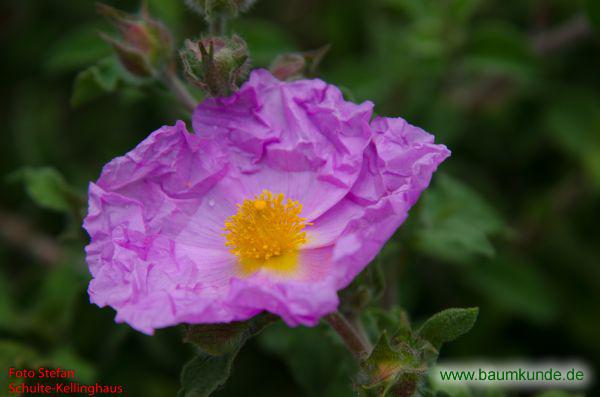 Graue Zistrose / Cistus incanus / Blüten Familie: Cistaceae