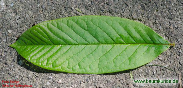 Indianerbanane / Asimina triloba / Blatt / Blattoberseite Familie: Annonaceae