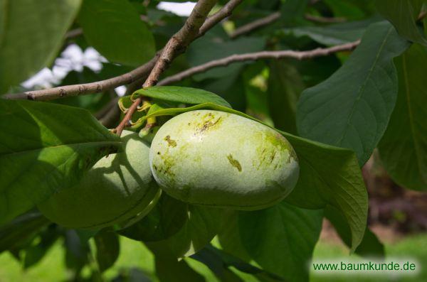 Indianerbanane / Asimina triloba / Früchte Familie: Annonaceae