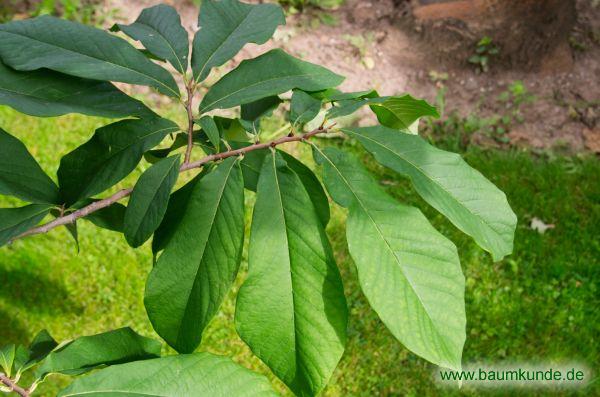 Indianerbanane / Asimina triloba / Zweig Familie: Annonaceae