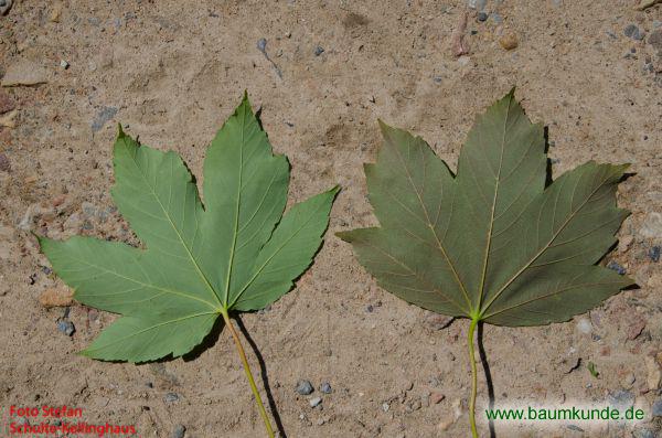 Rotblättriger Berg-Ahorn / Acer pseudoplatanus f. atropurpureum / vgl. Normalform / schwach gefärbtes Blatt (rechts) Familie: Sapindaceae