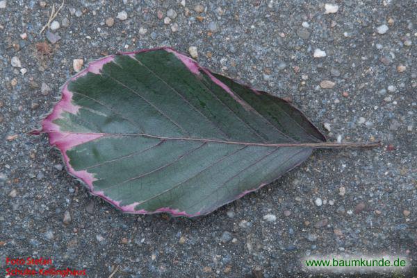 Buntblättrige Buche / Fagus sylvatica f. purpurea tricolor / Blatt / Blattoberseite Familie: Fagaceae