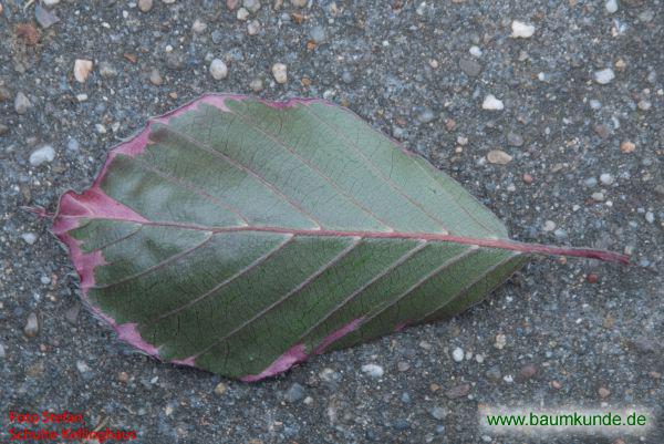Buntblättrige Buche / Fagus sylvatica f. purpurea tricolor / Blatt / Blattunterseite Familie: Fagaceae