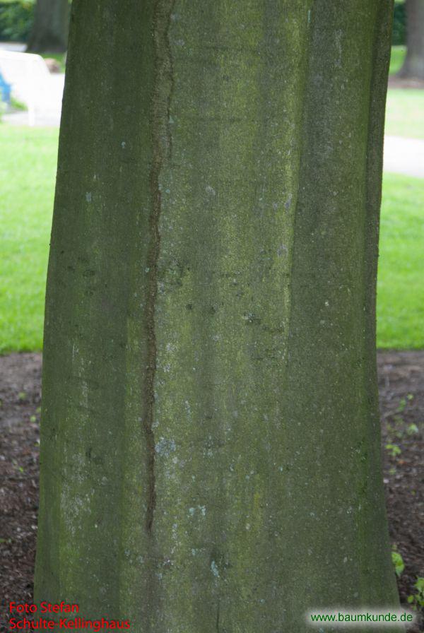 Buntblättrige Buche / Fagus sylvatica f. purpurea tricolor / Borke Familie: Fagaceae