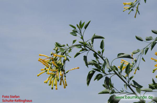 Blaugrüner Tabak / Nicotiana glauca / Blüten Familie: Solanaceae