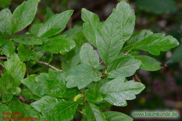 Großblütige Weißdorn-Mispel / Crataemespilus grandiflora / Zweig Familie: Rosaceae