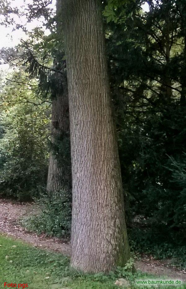 Bitternuss / Carya cordiformis / Borke Familie: Juglandaceae
