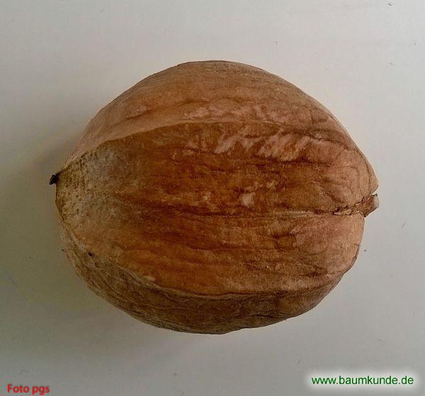 Königsnuss / Carya laciniosa / Nuss Familie: Juglandaceae