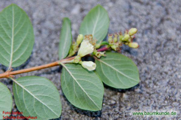 Chenault-Schneebeere / Symphoricarpos x chenaultii / Blüten Familie: Caprifoliaceae