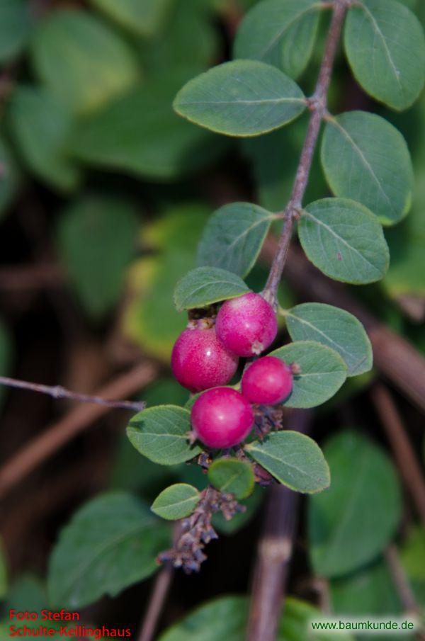Chenault-Schneebeere / Symphoricarpos x chenaultii / Früchte Familie: Caprifoliaceae