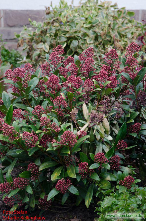 Japanische Skimmie / Skimmia japonica / Habitus Familie: Rutaceae