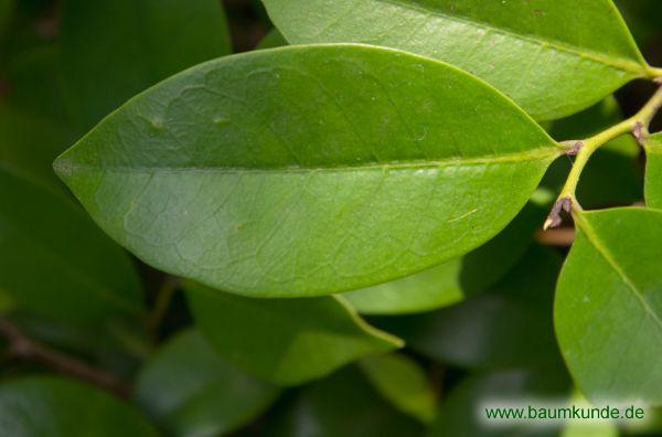 Isu-Baum / Distylium racemosum / Blatt / Blattoberseite Familie: Hamamelidaceae