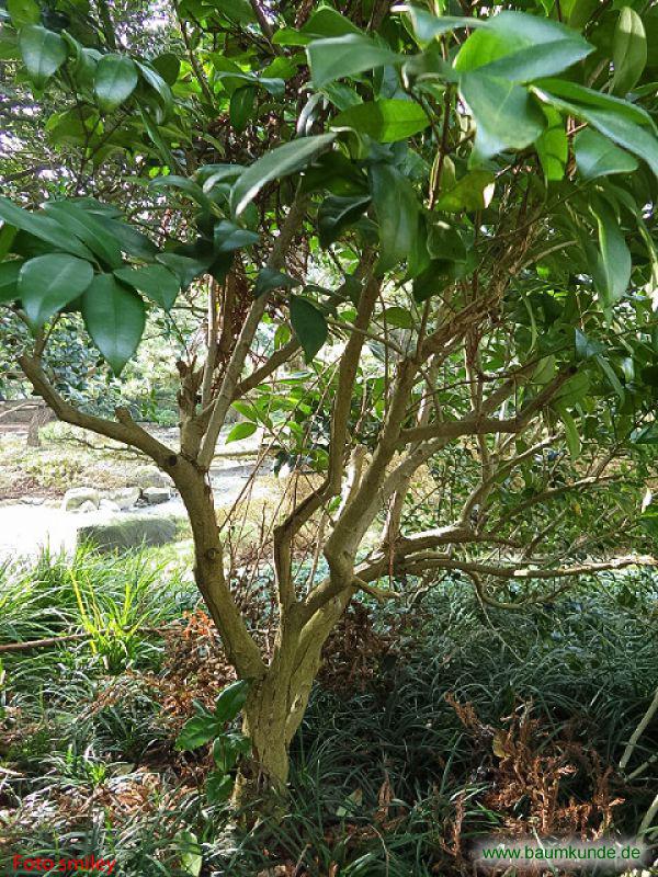 Japanischer Liguster / Ligustrum japonicum / Habitus Familie: Oleaceae