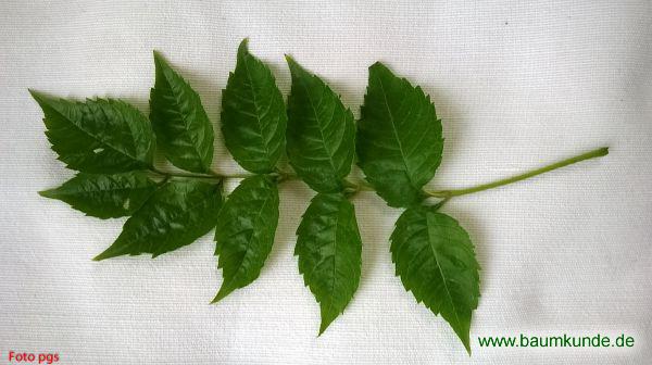 Hybrid-Klettertrompete / Campsis x tagliabuana / Blatt / Blattoberseite Familie: Bignoniaceae