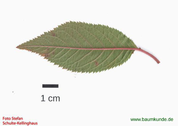 Winter-Kirsche / Prunus subhirtella f. autumnalis / Blatt / Blattunterseite Familie: Rosaceae