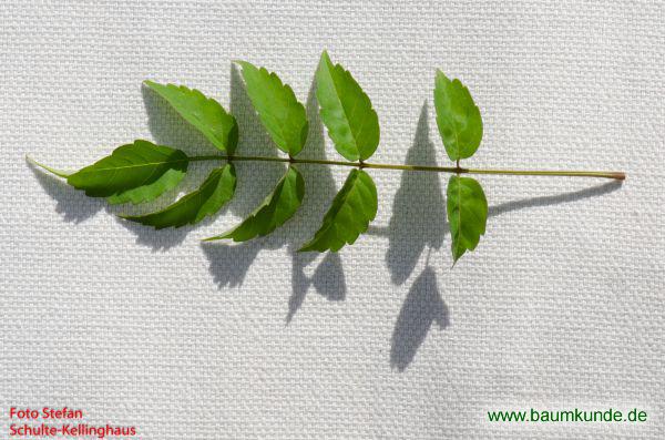Rosa Klettertrompete / Podranea ricasoliana / Blatt / Blattoberseite Familie: Bignoniaceae