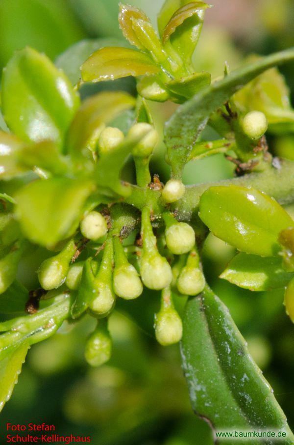 Japanische Stechpalme / Ilex crenata / Blütenknospe Familie: Aquifoliaceae