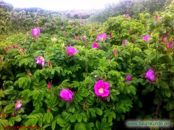 Kartoffel-Rose / Rosa rugosa / Habitus Familie: Rosaceae