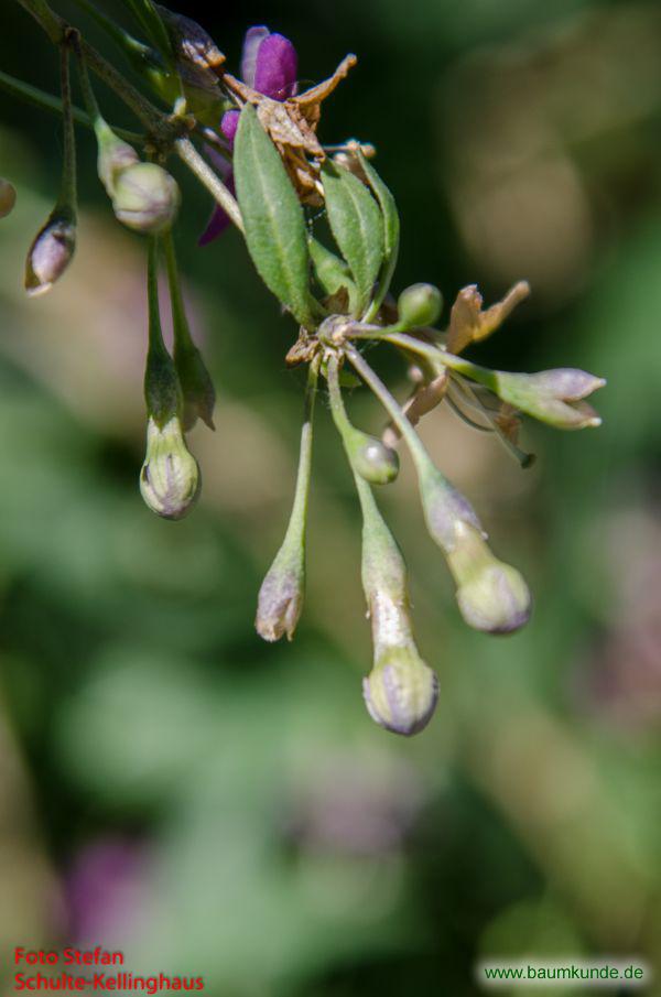 Gemeiner Bocksdorn / Lycium barbarum / Blütenknospe Familie: Solanaceae