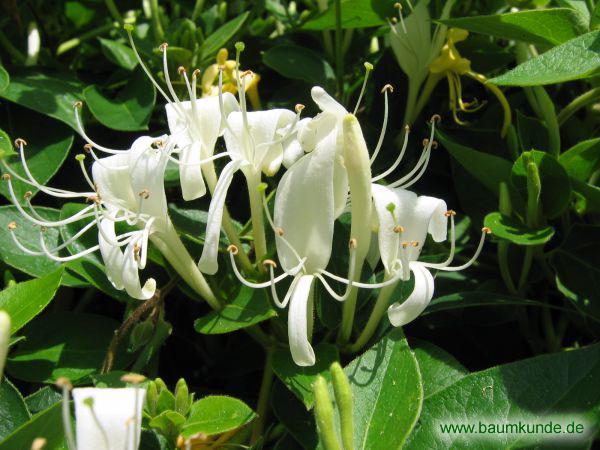 Echtes Geißblatt / Lonicera caprifolium / Blüten Familie: Caprifoliaceae