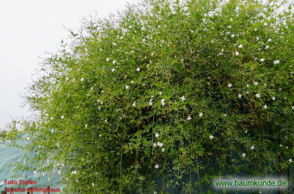 Echter Jasmin / Jasminum officinale / Habitus Familie: Oleaceae