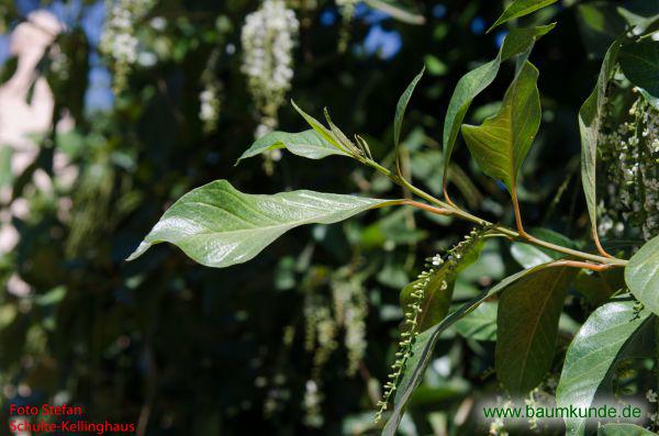 Leierholz / Citharexylum spinosum / Zweig Familie: Verbenaceae