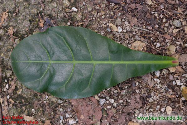 Barringtonia asiatica / Barringtonia asiatica / Blatt / Blattoberseite Familie: