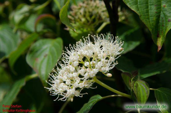 Wechselblättriger Hartriegel / Cornus alternifolia / Blüten Familie: Cornaceae