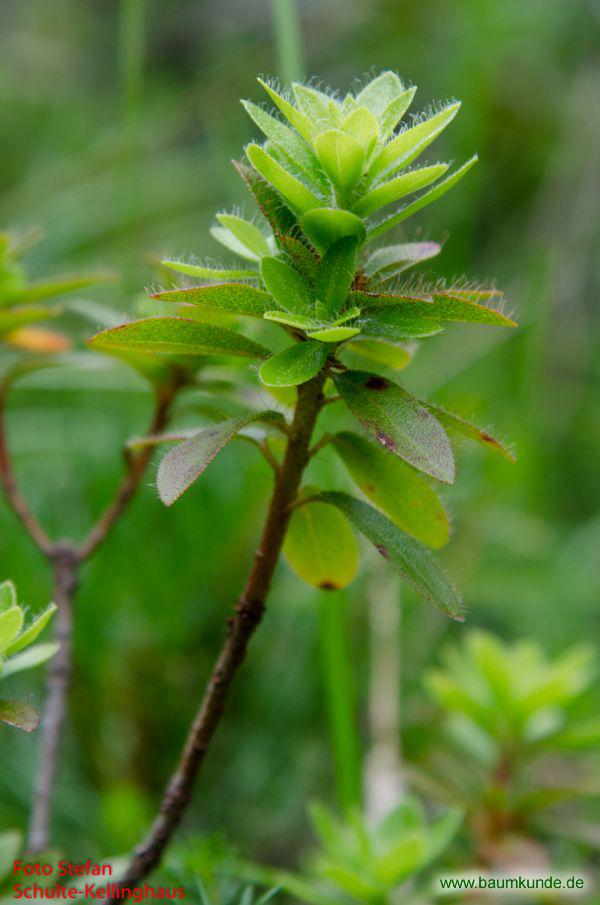 Behaarte Alpenrose / Rhododendron hirsutum / Zweig Familie: Ericaceae