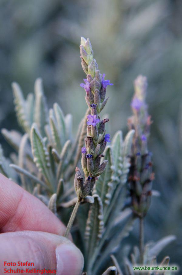 Gezähnter Lavendel / Lavandula dentata / Blüten Familie: Lamiaceae