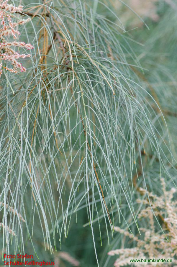 Blattlose Tamariske / Tamarix aphylla / Zweig Familie: Tamaricaceae