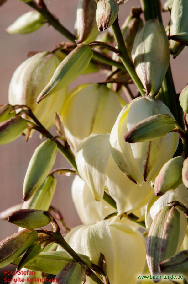 Kerzen-Palmlilie / Yucca gloriosa / Blüten Familie: Asparagaceae