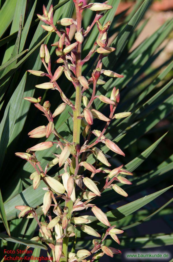 Kerzen-Palmlilie / Yucca gloriosa / Blütenknospe Familie: Asparagaceae