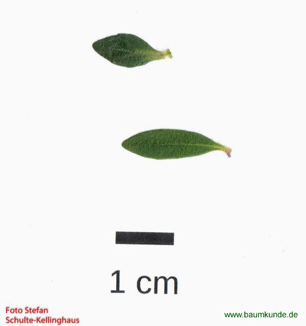 Echter Thymian / Thymus vulgaris / Blatt / Blattoberseite Familie: Lamiaceae
