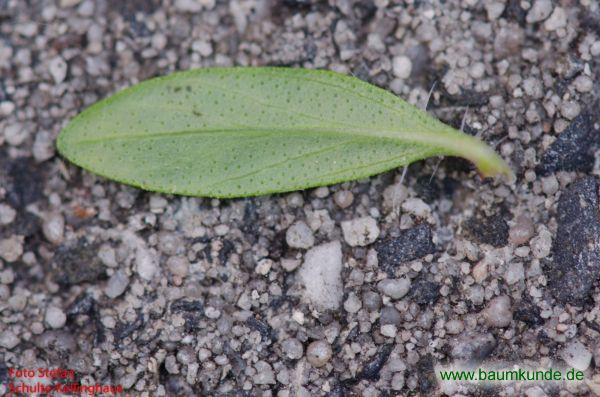 Echter Thymian / Thymus vulgaris / Blatt / Blattunterseite Familie: Lamiaceae