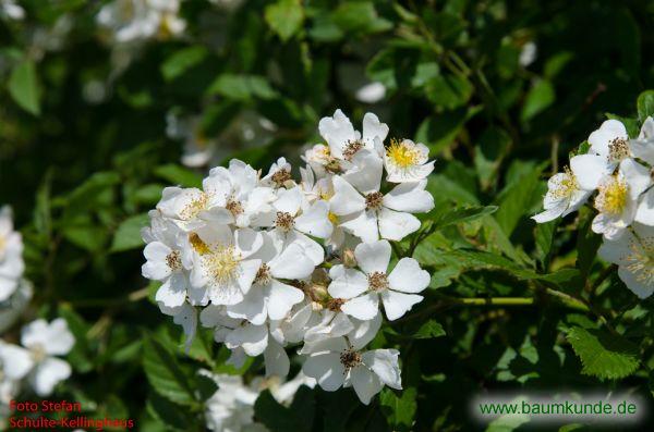 Vielblütige Rose / Rosa multiflora / aufgeblühter Blütenstand Familie: Rosaceae