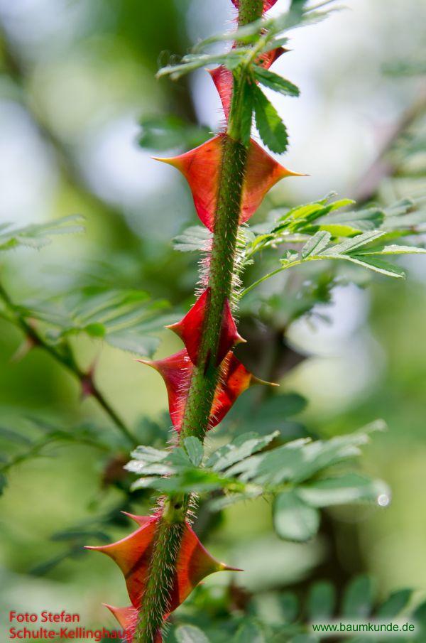 Stacheldraht-Rose / Rosa sericea ssp. omeiensis f. pteracantha / charakteristische Stacheln Familie: Rosaceae