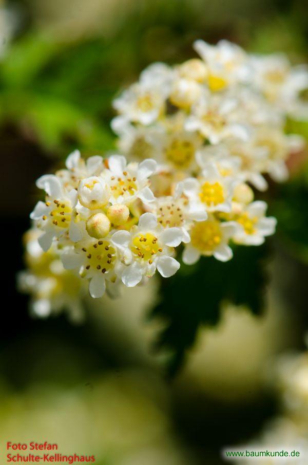 Kleine Kranzspiere / Stephanandra incisa / Blüten Familie: Rosaceae