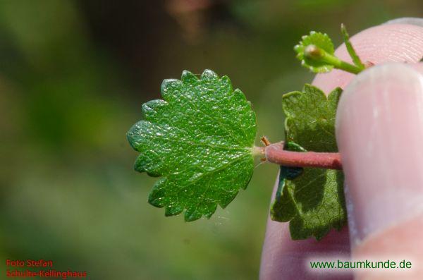 Zwerg-Birke / Betula nana / Blatt / Blattoberseite Familie: Betulaceae