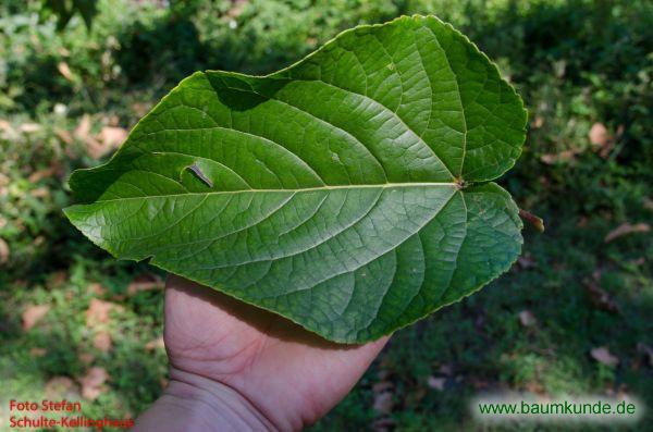 Großblatt-Pappel / Populus lasiocarpa / Blatt / Blattoberseite Familie: Salicaceae