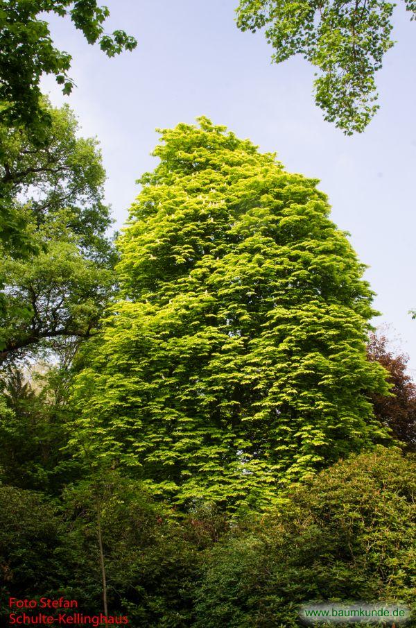Gold-Kastanie / Aesculus hippocastanum f. memingeri / Habitus Familie: Sapindaceae